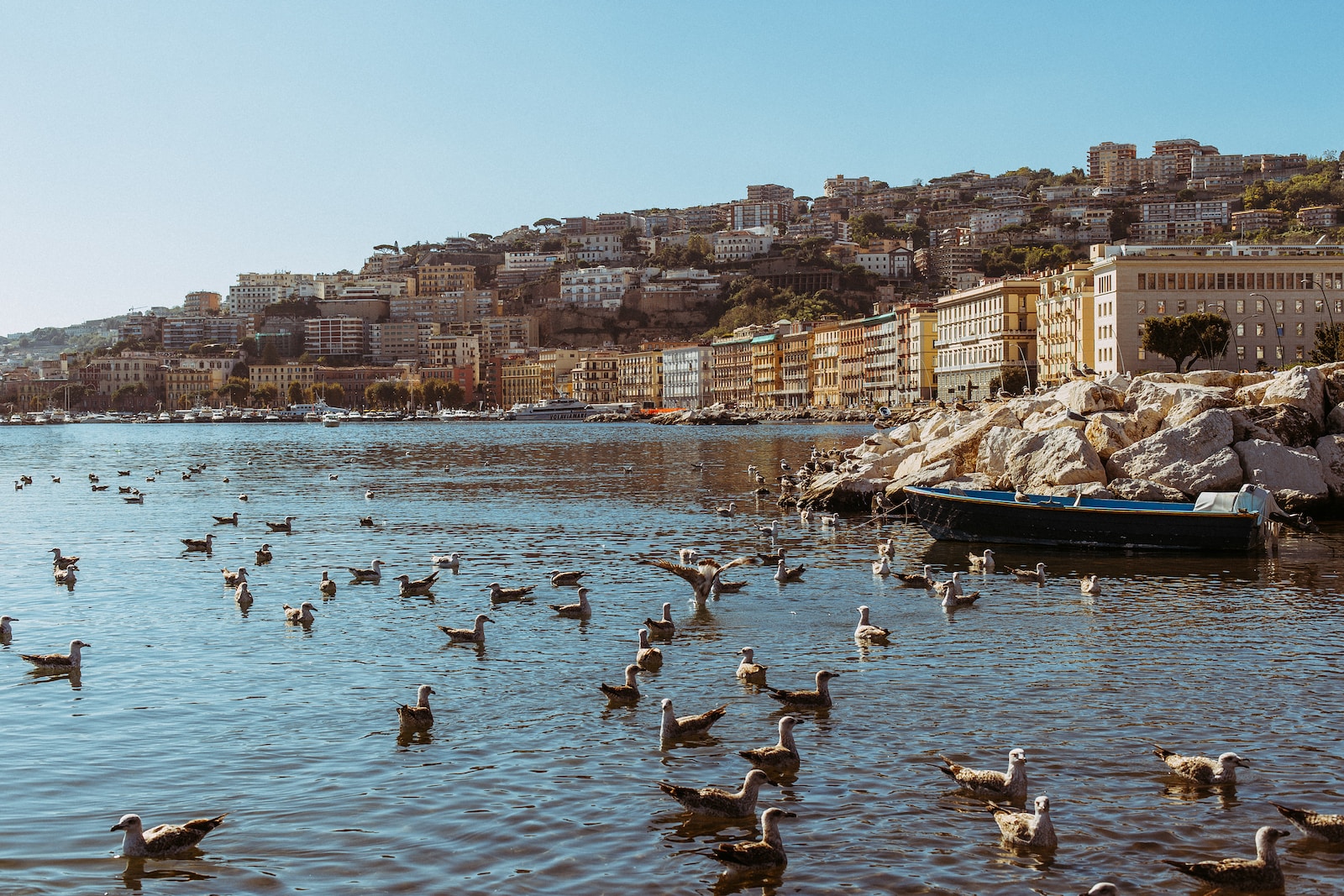 a group of ducks swim in a body of water